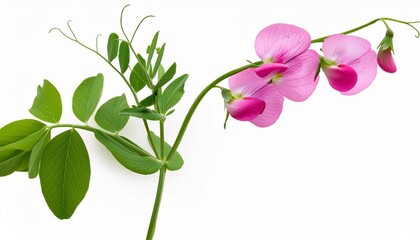 Wall Mural - wild peas pink flowers on stem with green leaves isolated on white background