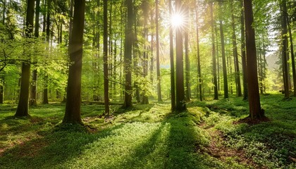 Wall Mural - 65 5000 forest in spring with bright sun shining through the trees