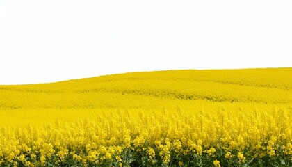 Wall Mural - canola isolated rapeseed plant colza rapeseed for green energy