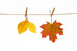 © Leka - autumn composition, leaf fall on a white background