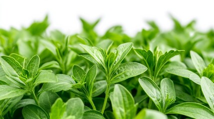 Wall Mural - Closeup of stevia leaves showing intricate details, isolated on white background, bright and fresh appearance 