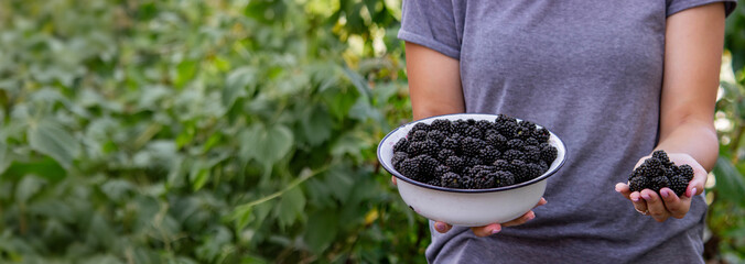 Wall Mural - a woman holds a bowl of blackberries in her hands. Selective focus