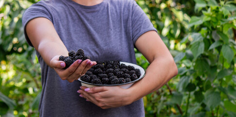 Wall Mural - a woman holds a bowl of blackberries in her hands. Selective focus