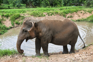 Chiang Mai, Thailand - August 10 2024: Big elephants walking in the Elephant Nature Park. Elephant jungle sanctuary for rescued elephants near Chiang Mai, Thailand. This was during a sunny day during 