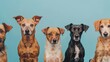 © Postproduction - Diverse homeless dogs ready for adoption showcasing various breeds and personalities.