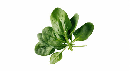 Wall Mural - Fresh Spinach Sprig: Vibrant green spinach leaves, freshly picked and ready for a healthy meal. Isolated on white with a natural, crisp appearance. 