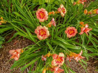 Canvas Print - Daylilies Growing In The City Garden In Summer