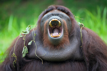 Borneo orangutan orangutans pongo pygmaeus 