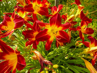 Sticker - Daylilies Growing In The City Garden In Summer