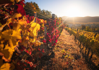 Wall Mural - Wonderful vineyards at Tokaj in autumn