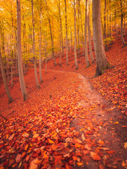 Canvas Print - Nice autumnal scene in the forest