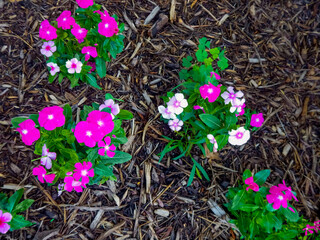 Wall Mural - Red And White Vinca Or Periwinkle Growing In The City Garden In Summer In Wisconsin