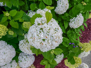 Sticker - Smooth Hydrangea, Arborescens Deciduous Shrub, Growing In The Garden In Summer In Wisconsin