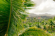© Mat Hayward - Palm fronds blow in the wind over a dense jungle filled with green palm trees on the tropical island of Taha'a.