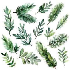 Poster - Watercolor Pine Needles Set on White Background for Rustic  Forest Themed and Design