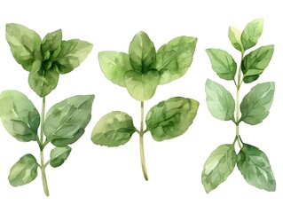 Poster - Elegant Watercolor Oregano Leaves with Detailed Veining on a White Background  Natural Herb Botanical