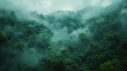 Wall Mural - The scene captures the dense, lush green trees shrouded in a mystical layer of fog