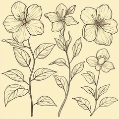 Wall Mural - Line Drawing of Jasmine Flowers and Leaves