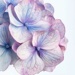 Wall Mural - close up of a beautiful flower hydrangea isolated on white background