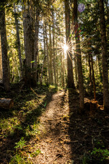 Poster - Sunburst Shines through Pine forest over dirt trail