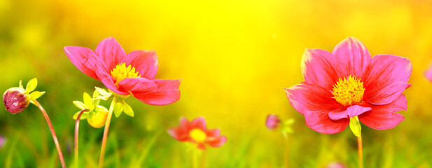 Wall Mural - colorful dahlia flowers on a background of the autumn landscape