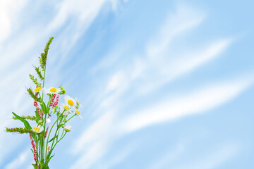 Wall Mural - chamomile. white bright daisy flowers on a background of the summer landscape.