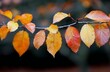 © olegganko - Autumn Leaves on Branch in a Garden During Late Afternoon
