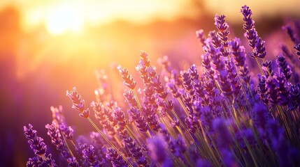 Poster - Lavender flowers sway gently in the warm glow of a sunset, symbolizing serenity, beauty, relaxation, growth, and the cycle of life.