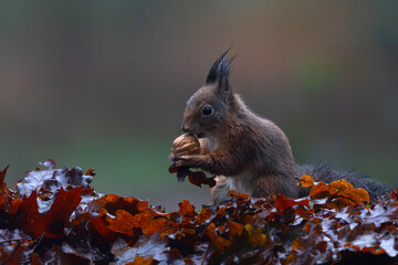 Wall Mural - eurasian red squirrel (sciurus vulgaris) searching for food in the forest in the netherlands.