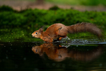 Wall Mural - eurasian red squirrel (sciurus vulgaris) searching for food in the forest in the netherlands.
