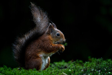 Wall Mural - eurasian red squirrel (sciurus vulgaris) searching for food in the forest in the netherlands.
