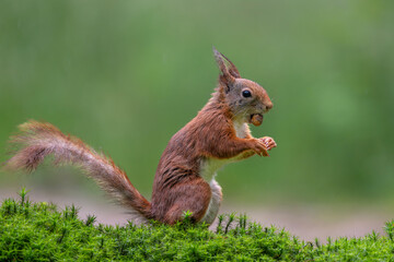 Wall Mural - eurasian red squirrel (sciurus vulgaris) searching for food in the forest in the netherlands.
