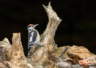 Wall Mural - Great spotted woodpecker on an old tree with black background