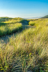 Canvas Print - Beach Grass Scene 2