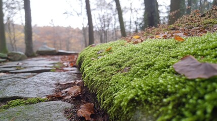 The rich green of moss growing on a stone in the forest, offering a glimpse into the quiet, undisturbed beauty of nature.