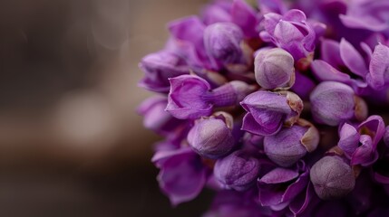 Wall Mural -  A close-up of a purple flower blooming in spring; petals renew in fall