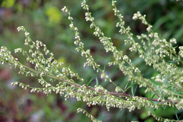 Sticker - Wormwood (Artemisia vulgaris) grows in nature