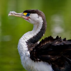 Sticker - New Zealand Pied Shag or Cormorant (Phalacrocorax varius) preening itself by the waterside