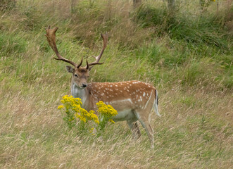 Poster - Fallow deer stag grazing in the meadow