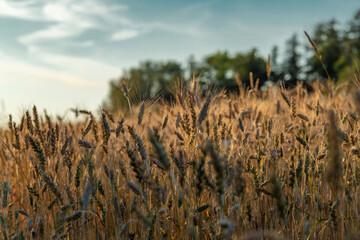 Summer hot sunny evening with golden grain and blue sky