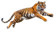 © Graphic Genius - Jumping Bengal tiger in mid-leap showing powerful movement isolated on transparent background