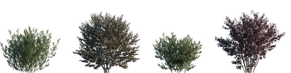 Wall Mural - set of ilex aquifolium and corylus maxima purpurea frontal street small trees png in sunny daylight 