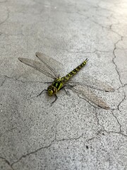 dragonfly close up