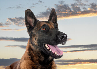 Poster - malinois in nature