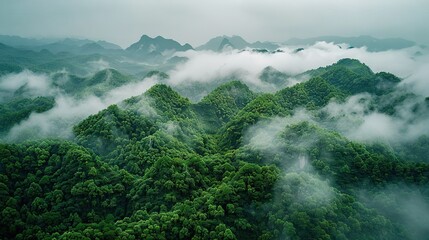 Poster -   Aerial view of a mountainous forest with low clouds & trees in the foreground