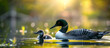 © Prasanth - Adult loon caring for its baby chick in a serene lake setting with space for text or graphics. Copy space image. Place for adding text and design