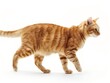 © Furqan - Orange cat walking gracefully across a white surface