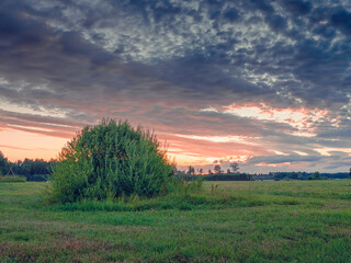 Wall Mural - a small tree is in a field with a cloudy sky. the sky is orange and the sun is setting. agriculture 