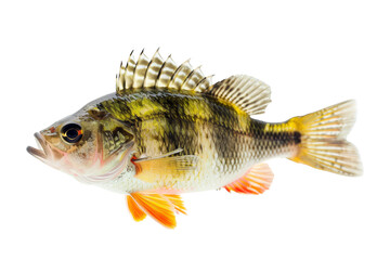 Close-up of a colorful fish with orange fins