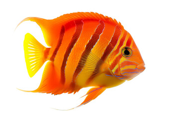 Wall Mural - Orange and Yellow Angelfish